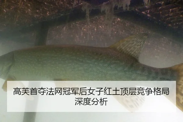 高芙首夺法网冠军后女子红土顶层竞争格局深度分析